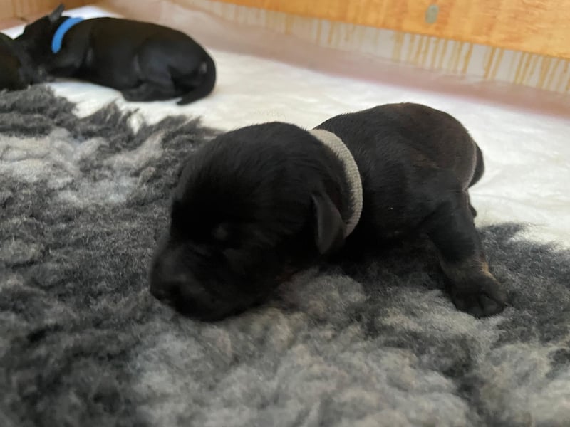 Zwergschnauzerwelpen schwarz/silber