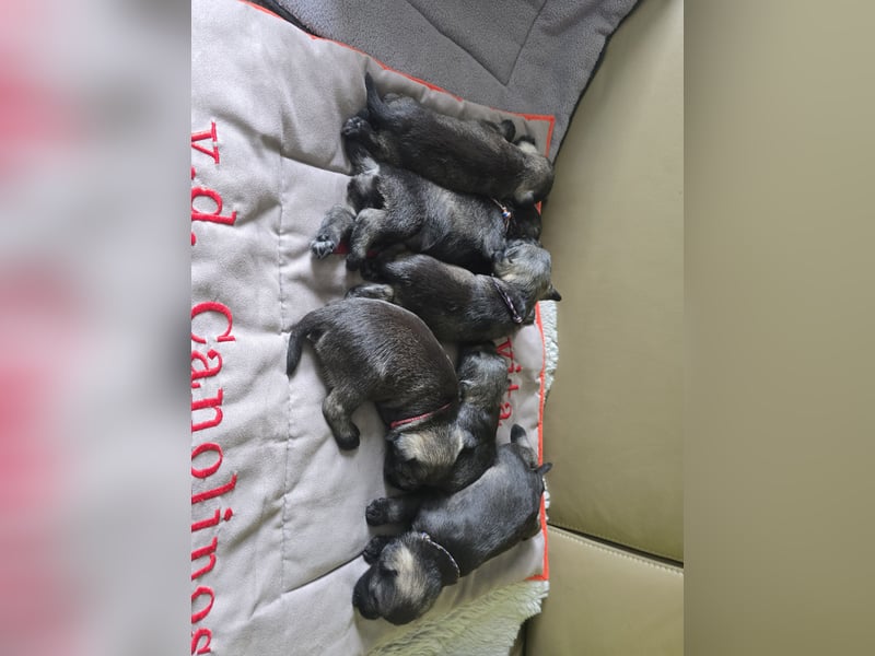 Championzucht Zwergschnauzer pfeffer/salz