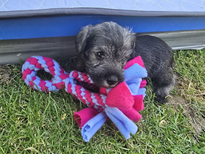 Championzucht Zwergschnauzer pfeffer/salz