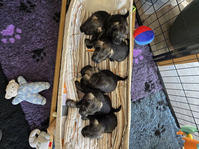 Championzucht Zwergschnauzer pfeffer/salz