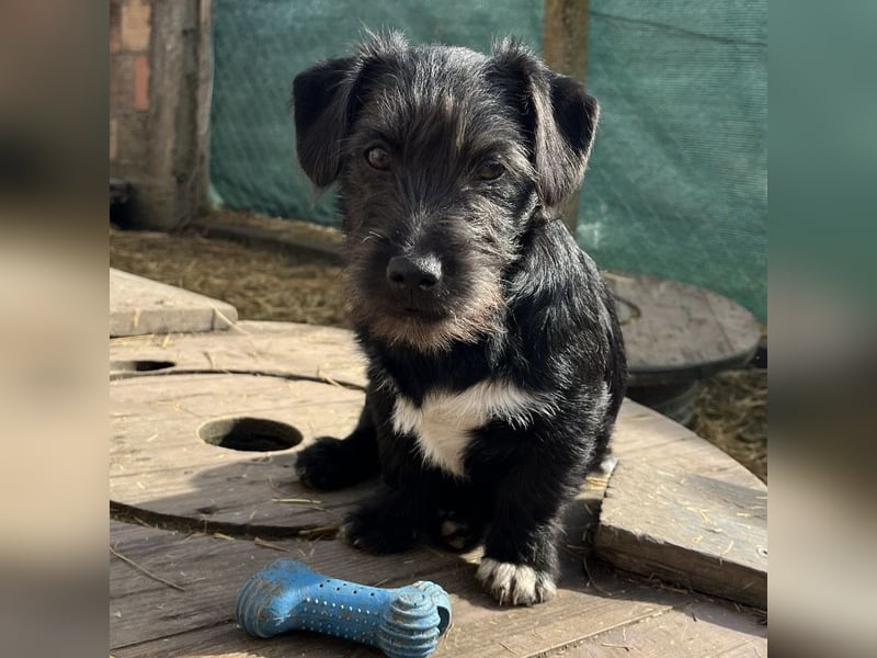 Brumm ein winziger Hundebub