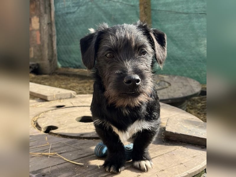 Brumm ein winziger Hundebub