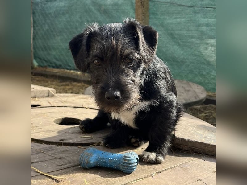 Brumm ein winziger Hundebub