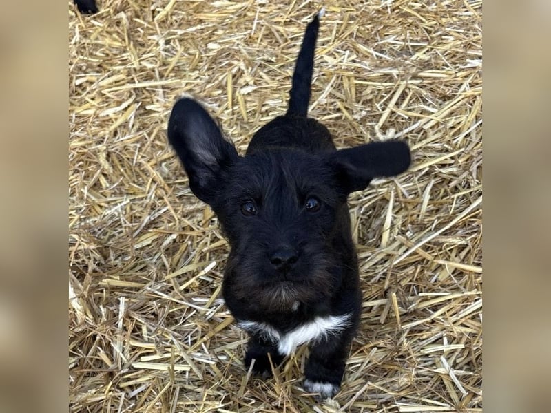 Brumm ein winziger Hundebub