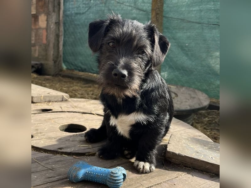 Brumm ein winziger Hundebub