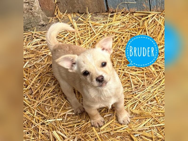 Brumm ein winziger Hundebub