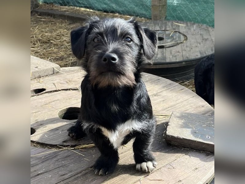 Brumm ein winziger Hundebub