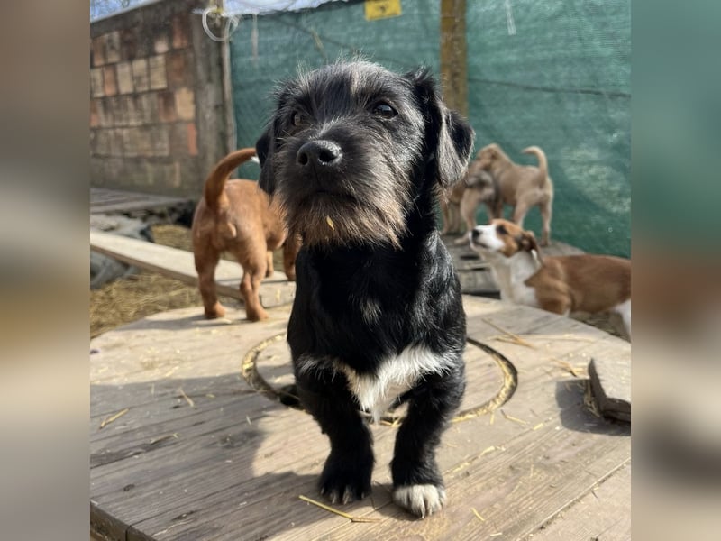 Brumm ein winziger Hundebub