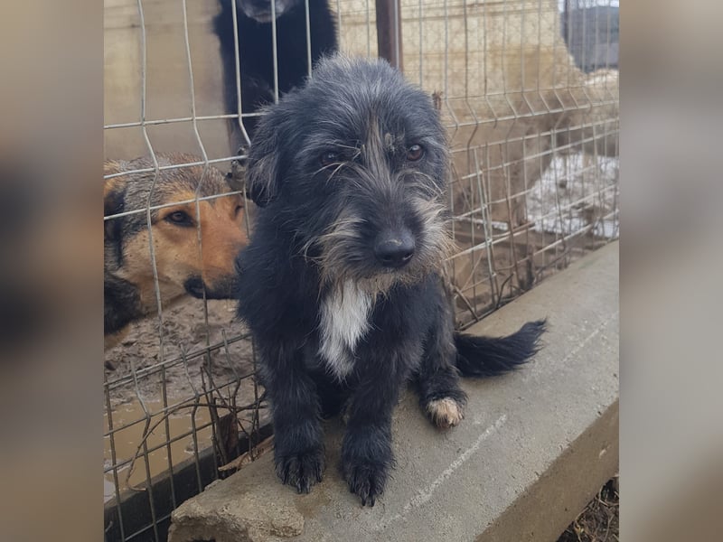 Mini Zwergschnauzer-Terrier Mix SELENA sucht ihr Zuhause!