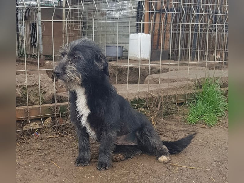 Mini Zwergschnauzer-Terrier Mix SELENA sucht ihr Zuhause!