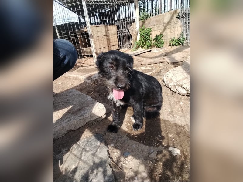 RESERVIERT!!! Mini Zwergschnauzer-Terrier Mix SELENA sucht ihr Zuhause!