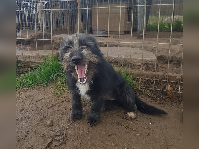 Mini Zwergschnauzer-Terrier Mix SELENA sucht ihr Zuhause!