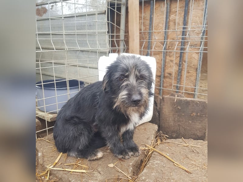 Mini Zwergschnauzer-Terrier Mix SELENA sucht ihr Zuhause!