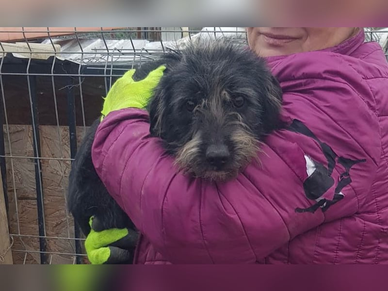 Mini Zwergschnauzer-Terrier Mix SELENA sucht ihr Zuhause!