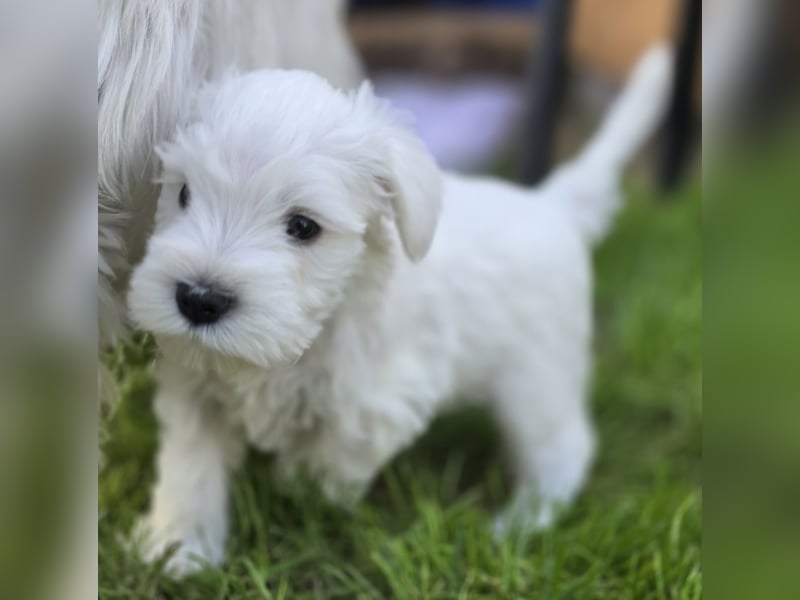Zwergschnauzer Welpe Hündin