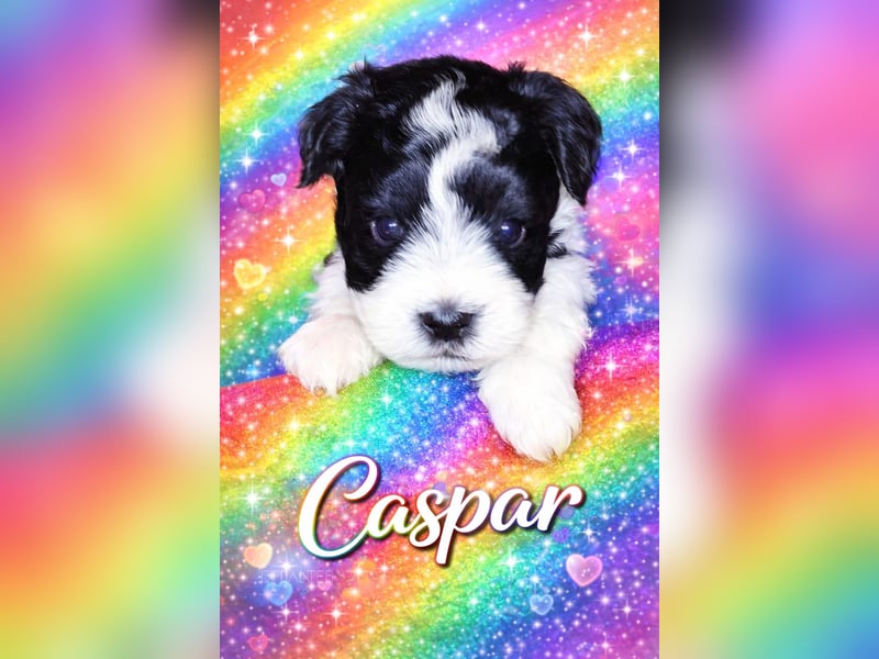 Zwergschnauzer, AMS,mit Pap.