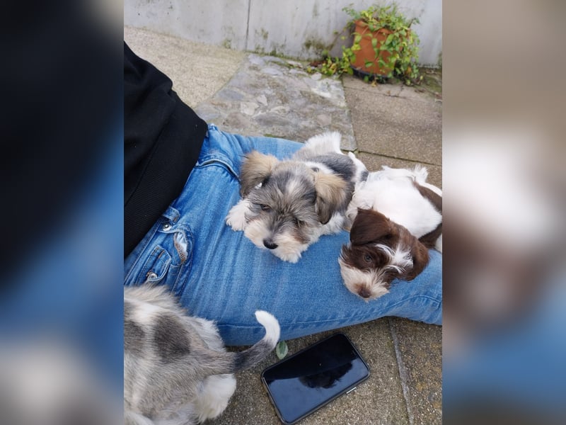 Zwergschnauzer, AMS,mit Pap.zeitw.auch Toys