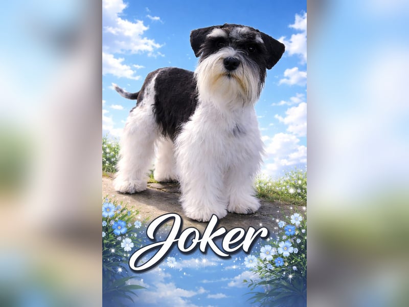 Zwergschnauzer, AMS,mit Pap.