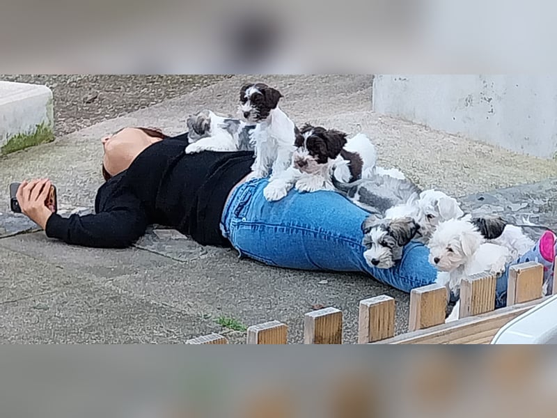 Zwergschnauzer, AMS,mit Pap.zeitw.auch Toys