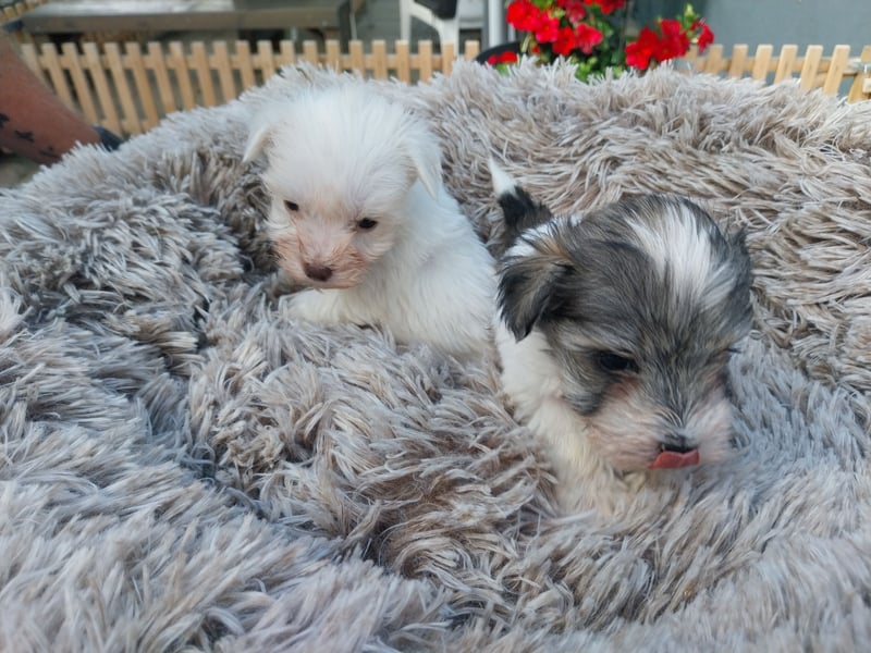 Zwergschnauzer/Toyschnauzer