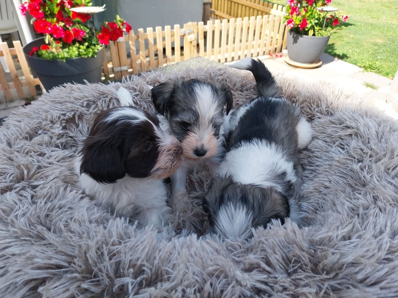 Zwergschnauzer/Toyschnauzer