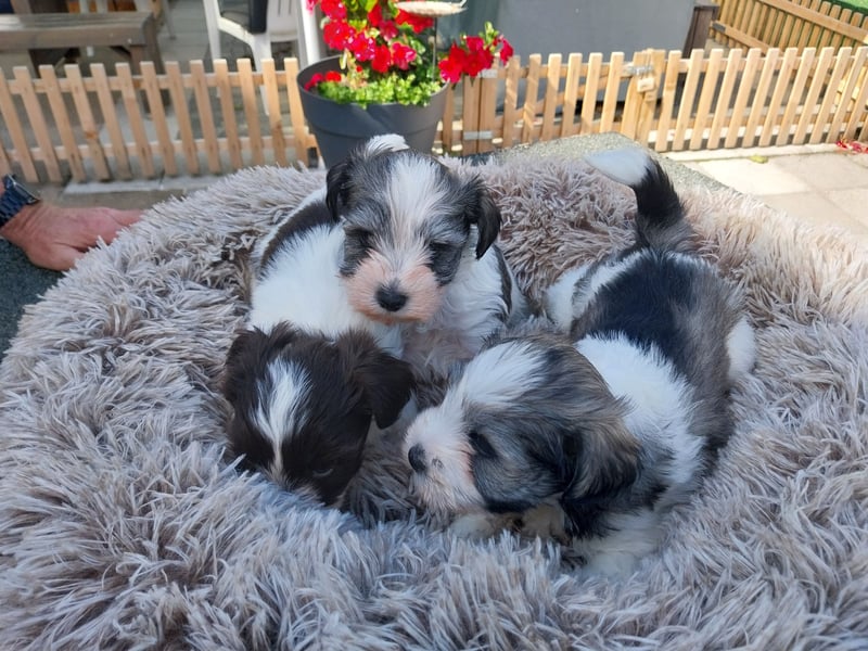 Zwergschnauzer/Toyschnauzer