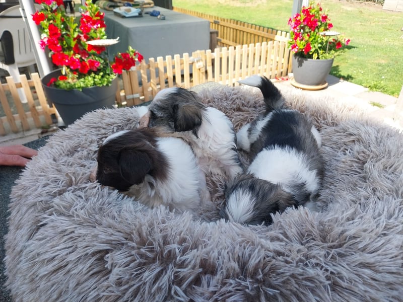 Zwergschnauzer/Toyschnauzer