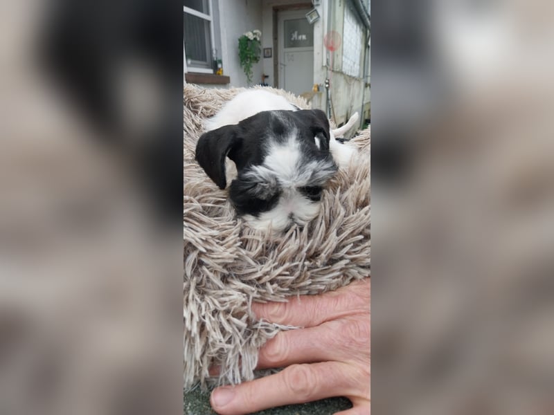 Zwergschnauzer, AMS,mit Pap.