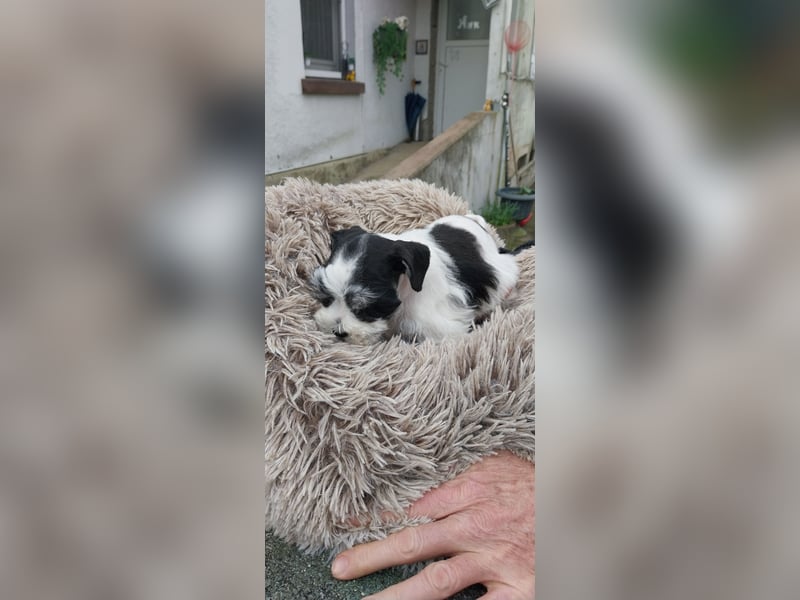 Zwergschnauzer, AMS,mit Pap.