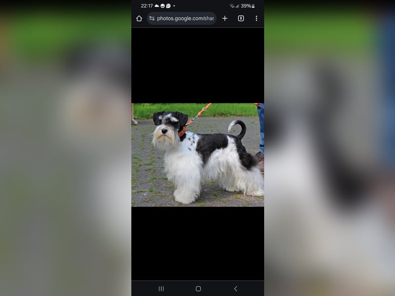 Zwergschnauzer/Amerik.Miniaturschnauzer mit.Pap.