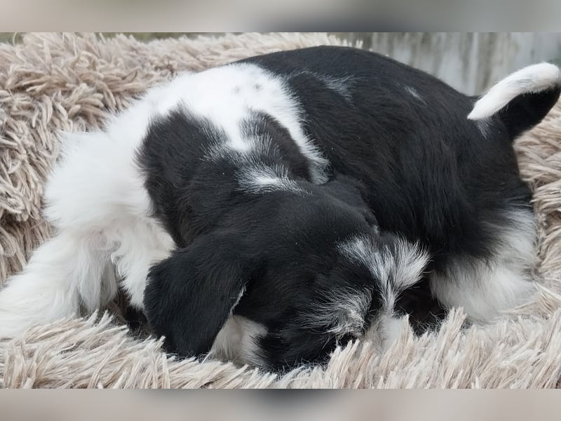 Zwergschnauzer, AMS,mit Pap.
