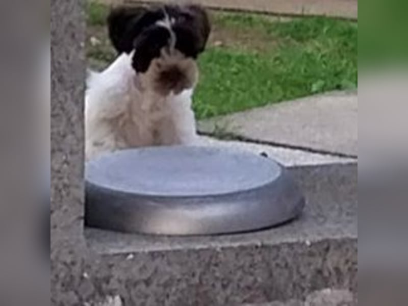 Zwergschnauzer, AMS,mit Pap.zeitw.auch Toys