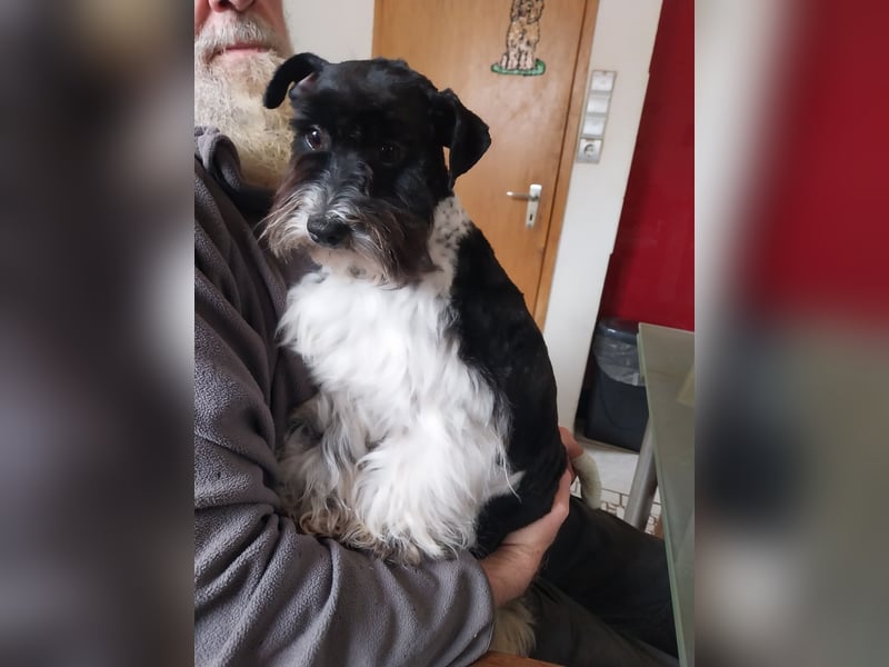 Zwergschnauzer/Amerik.Miniaturschnauzer mit.Pap.