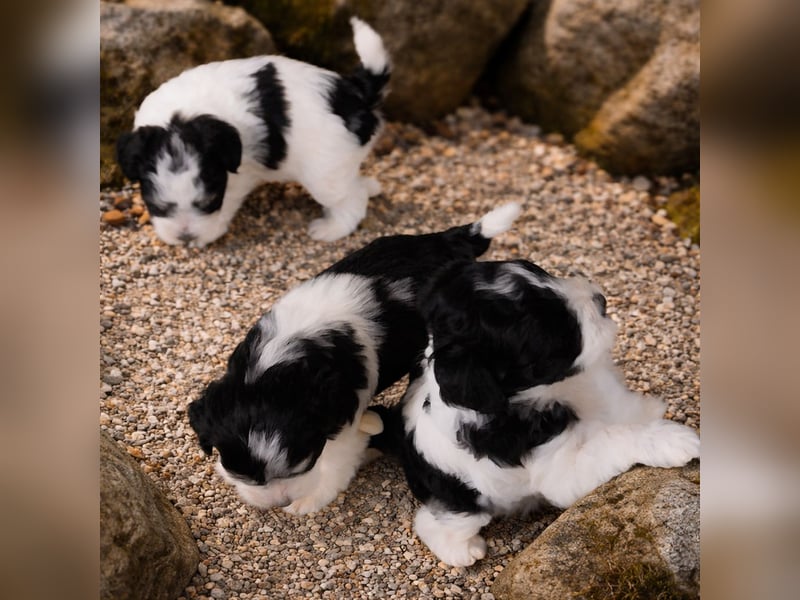 Zwergschnauzer, AMS,mit Pap.