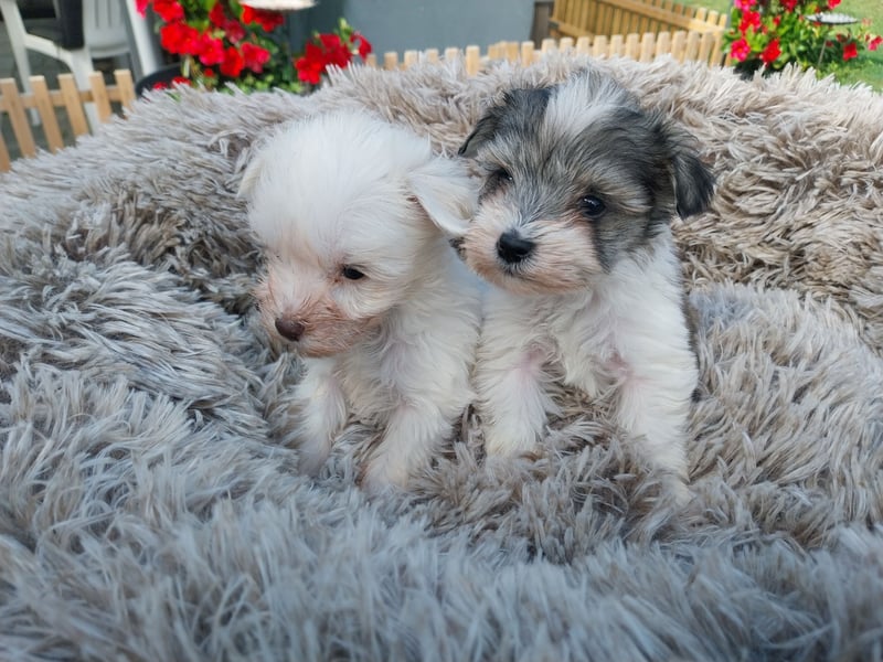 Zwergschnauzer/Toyschnauzer