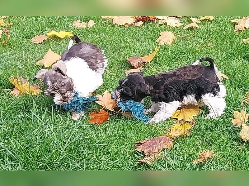 Zwergschnauzer/Amerik.Miniaturschnauzer,Rüde