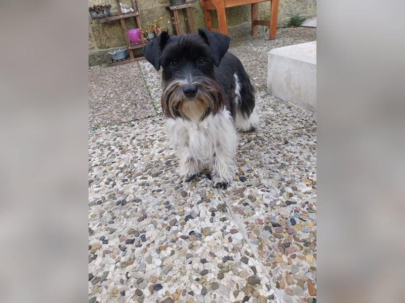 Zwergschnauzer, AMS,mit Pap.