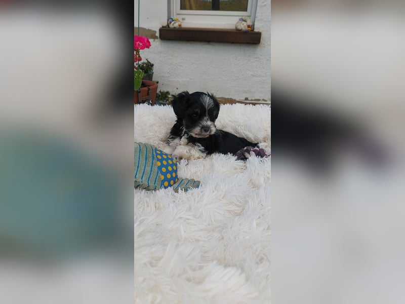 Zwergschnauzer/Amerik.Miniaturschnauzer,Rüde