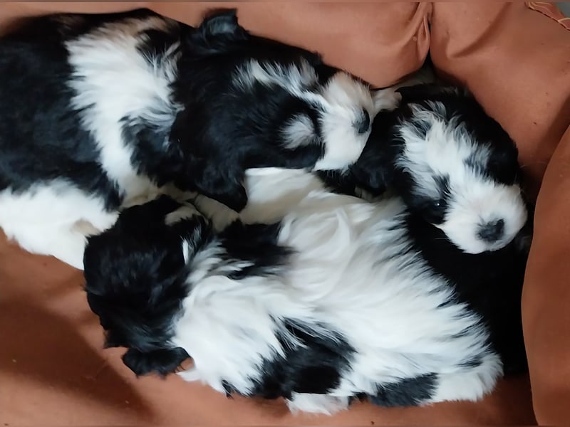 Zwergschnauzer, AMS,mit Pap.