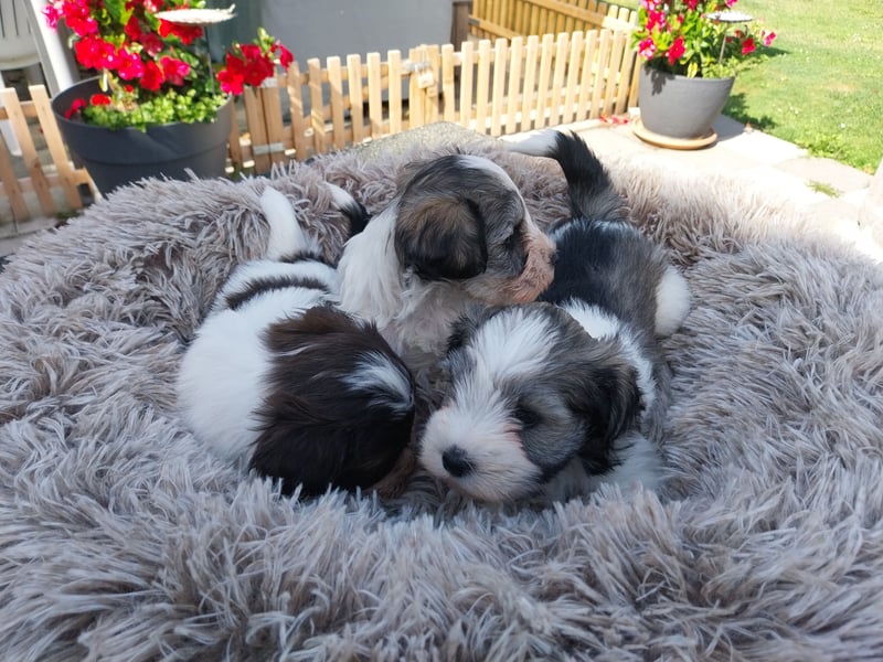 Zwergschnauzer/Toyschnauzer