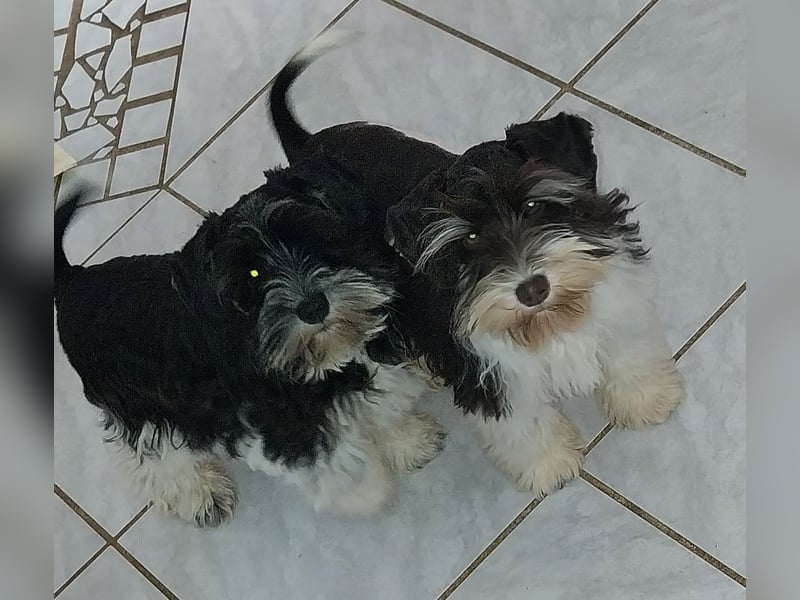 Zwergschnauzer/Amerik.Miniaturschnauzer,Rüde