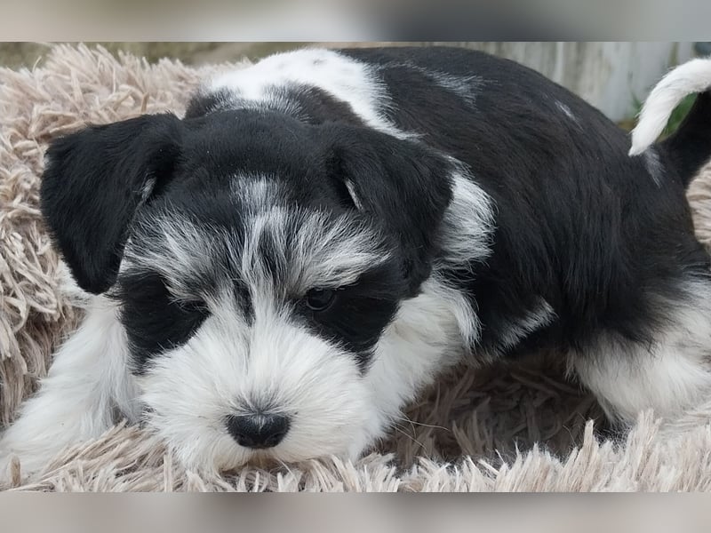 Zwergschnauzer, AMS,mit Pap.