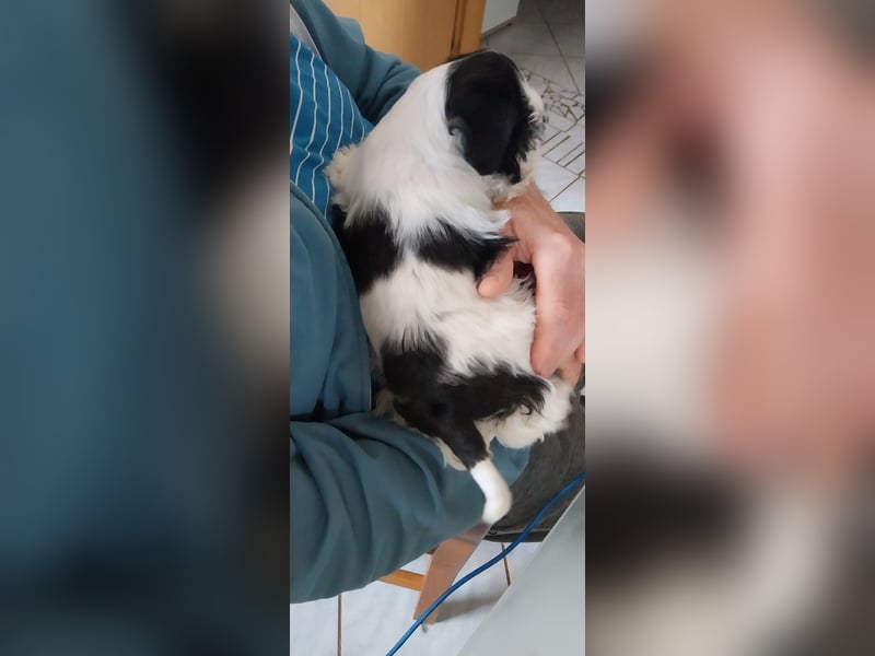 Zwergschnauzer/Amerik.Miniaturschnauzer mit.Pap.