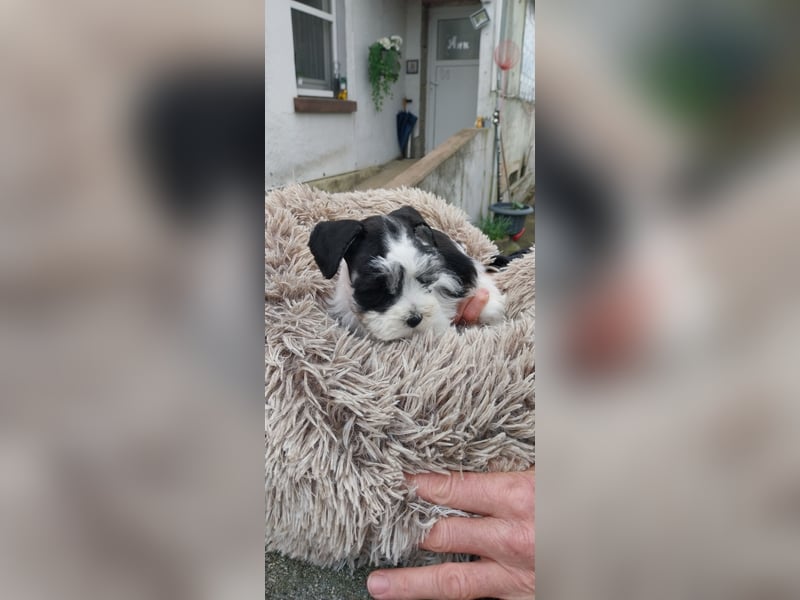 Zwergschnauzer, AMS,mit Pap.