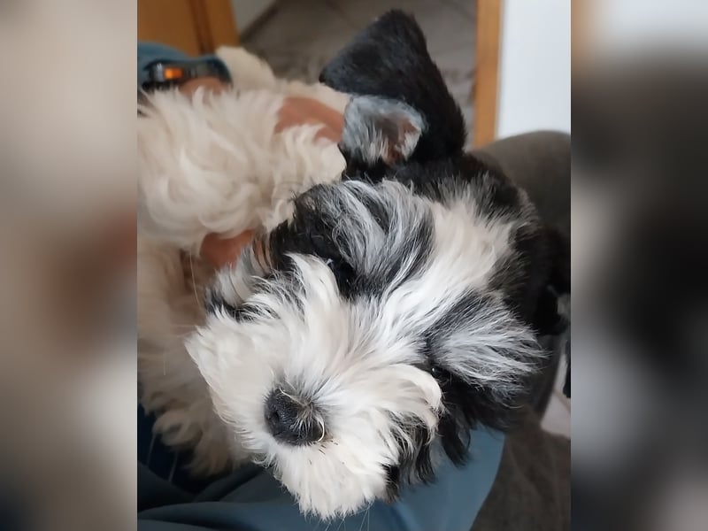 Zwergschnauzer/Amerik.Miniaturschnauzer mit.Pap.