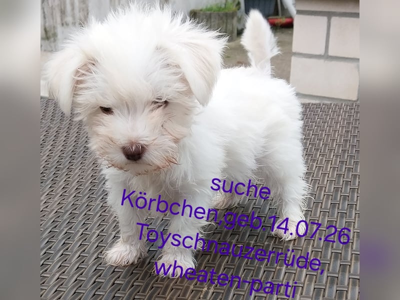 Zwergschnauzer, AMS,mit Pap.zeitw.auch Toys