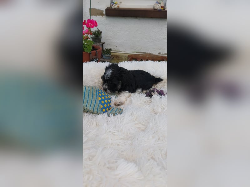 Zwergschnauzer/Amerik.Miniaturschnauzer,Rüde