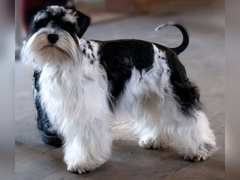 Zwergschnauzer/Amerik.Miniaturschnauzer mit.Pap.