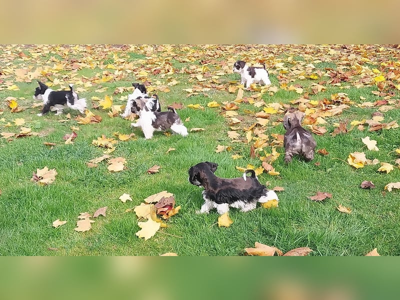 Zwergschnauzer/Amerik.Miniaturschnauzer,Rüde