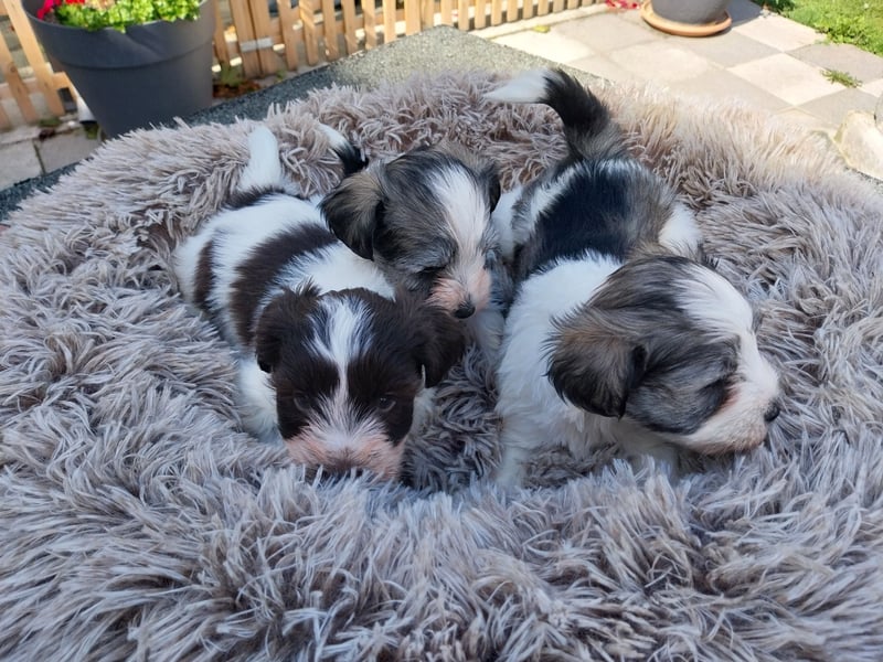 Zwergschnauzer/Toyschnauzer